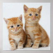 Twee Schattige Kittens Poster (Voorkant)