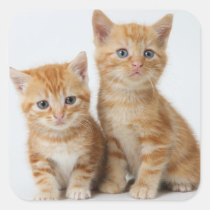 Twee Schattige Kittens Vierkante Sticker