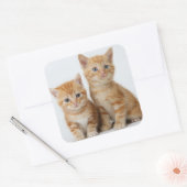 Twee Schattige Kittens Vierkante Sticker (Envelop)