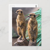 Twee schattige kratten die oplettend zijn briefkaart (Voorkant / Achterkant)