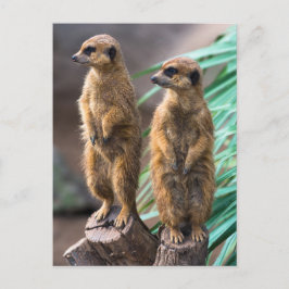 Twee schattige kratten die oplettend zijn briefkaart