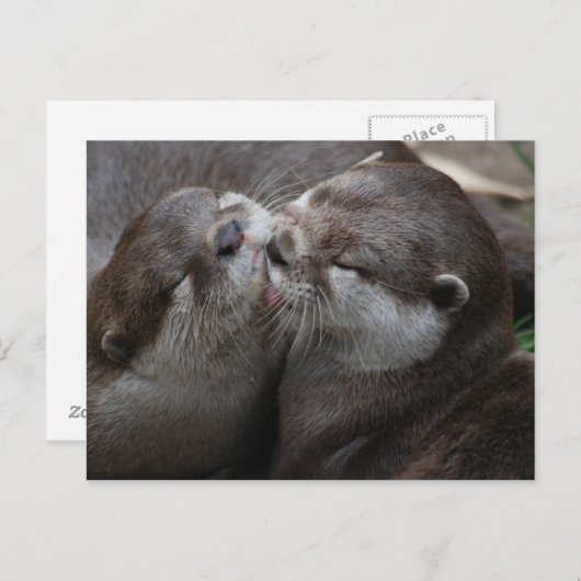 Twee Schattige otters Briefkaart (Voorkant / Achterkant)