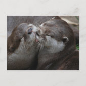 Twee Schattige otters Briefkaart (Voorkant)