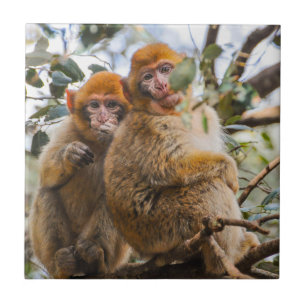 Twee Schattigee apen Tegeltje