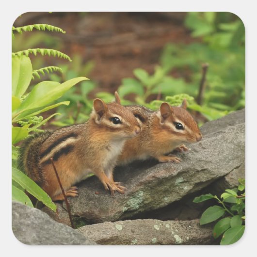 Twee Schattigee Baby Chipmunks Vierkante Sticker (Voorkant)