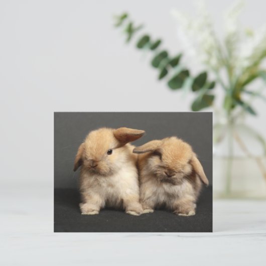 Twee Schattigee Holland Lops Briefkaart (Staand voorkant)