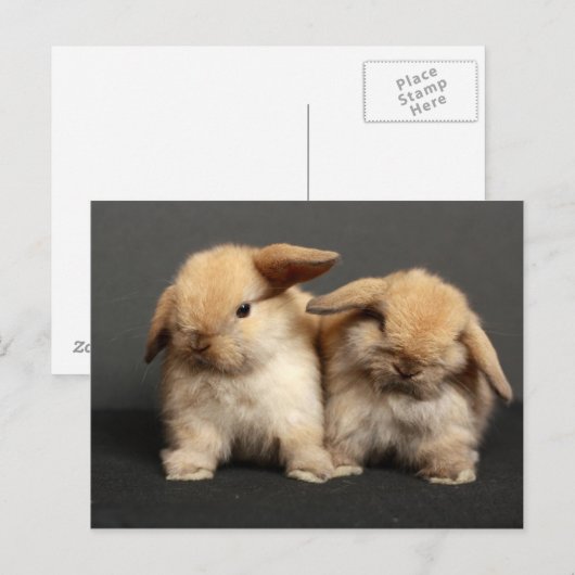 Twee Schattigee Holland Lops Briefkaart (Voorkant / Achterkant)