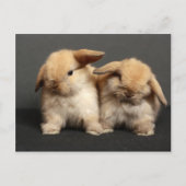 Twee Schattigee Holland Lops Briefkaart (Voorkant)