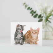 Twee Schattigee Kittens Foto Briefkaart (Staand voorkant)