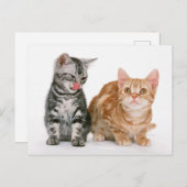 Twee Schattigee Kittens Foto Briefkaart (Voorkant / Achterkant)