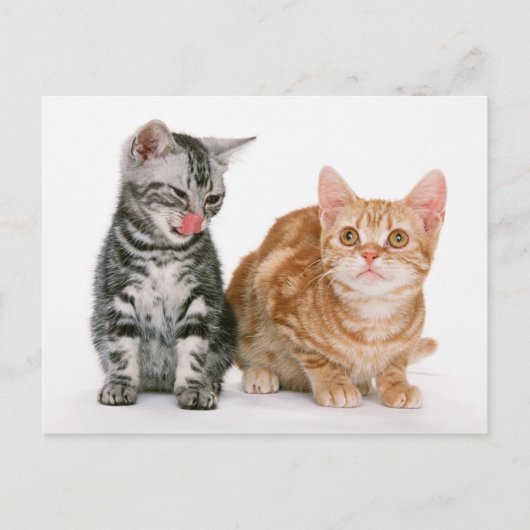 Twee Schattigee Kittens Foto Briefkaart (Voorkant)