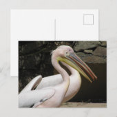 Twee Schattigee Pelicans DIY Briefkaart (Voorkant / Achterkant)
