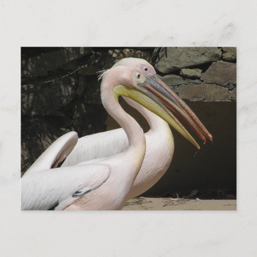 Twee Schattigee Pelicans DIY Briefkaart (Voorkant)
