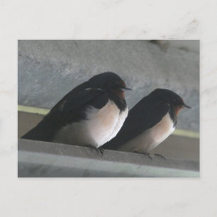Twee Schattigee schuur slikt DIY Briefkaart