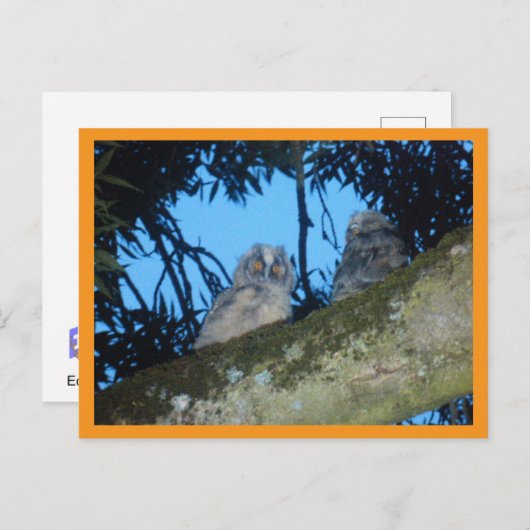 Twee Schattigee Uilen met lange oren in Tree DIY-B Feestdagenkaart (Voorkant / Achterkant)