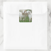 Twee Schattigee witte Baby Goats Vierkante Sticker (Tas)