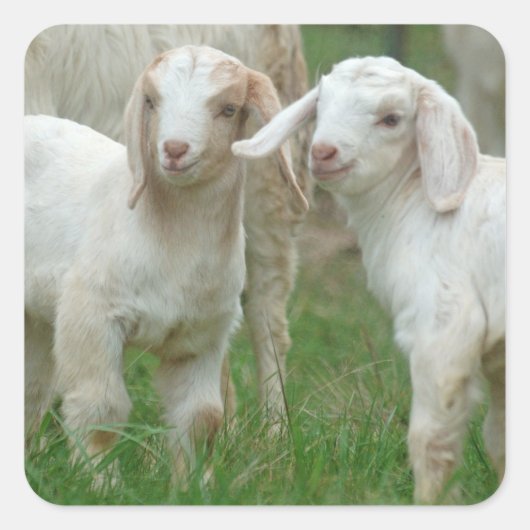 Twee Schattigee witte Baby Goats Vierkante Sticker (Voorkant)