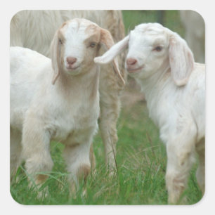 Twee Schattigee witte Baby Goats Vierkante Sticker
