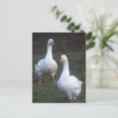 Twee Schattigee Witte Ganzen DIY Briefkaart (Staand voorkant)