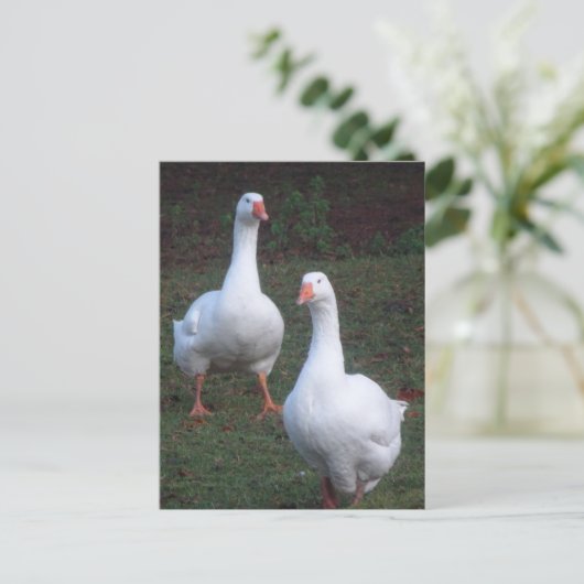 Twee Schattigee Witte Ganzen DIY Briefkaart (Staand voorkant)