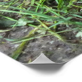 Twee schildpadden die dieren eten poster (Hoek)