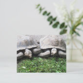 Twee schildpadden die eten briefkaart (Staand voorkant)
