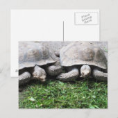 Twee schildpadden die eten briefkaart (Voorkant / Achterkant)