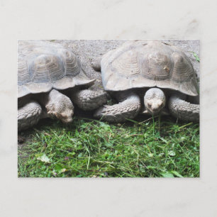 Twee schildpadden die eten briefkaart