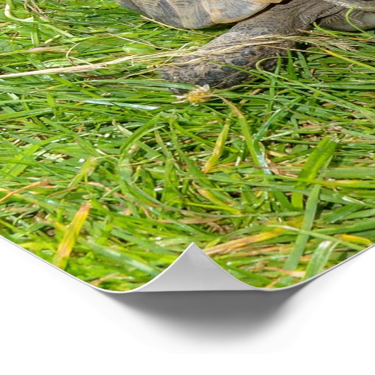 Twee schildpadden door groengras poster (Hoek)