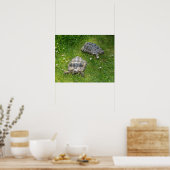 Twee schildpadden door groengras poster (Keuken)