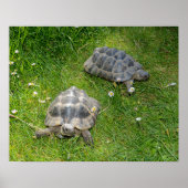 Twee schildpadden door groengras poster (Voorkant)