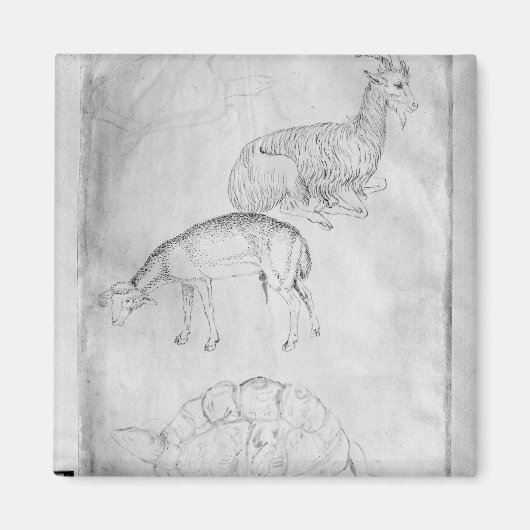 Twee schildpadden, geiten en schapen magneet (Voorkant)