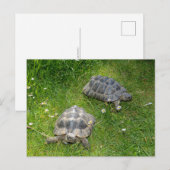 Twee schildpadden in groen gras briefkaart (Voorkant / Achterkant)