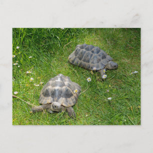 Twee schildpadden in groen gras briefkaart