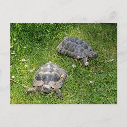 Twee schildpadden in groen gras briefkaart (Voorkant)