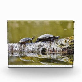 Twee schildpadden lopen op boomstammen fotoblokken