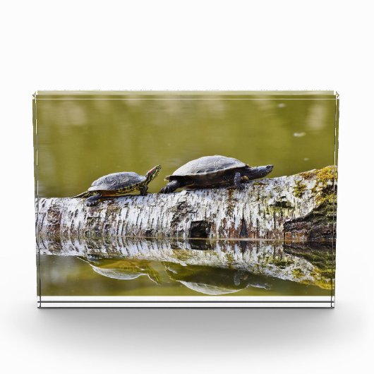 Twee schildpadden lopen op boomstammen fotoblokken (Voorkant)