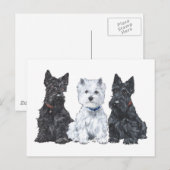 Twee Scotties en een Westie Briefkaart (Voorkant / Achterkant)