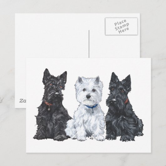Twee Scotties en een Westie Briefkaart (Voorkant / Achterkant)