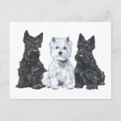 Twee Scotties en een Westie Briefkaart (Voorkant)