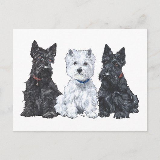Twee Scotties en een Westie Briefkaart (Voorkant)