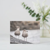 Twee Seagulls Natuur Foto Briefkaart (Staand voorkant)
