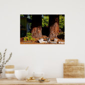 Twee sequoia's poster (Keuken)