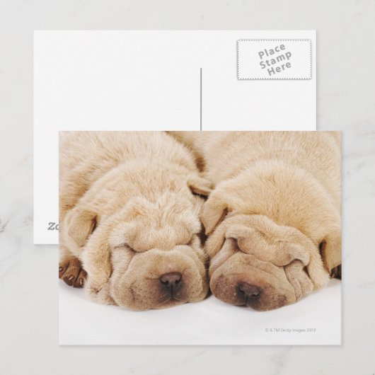 Twee Shar Pei-puppies slapen Briefkaart (Voorkant / Achterkant)