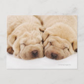 Twee Shar Pei-puppies slapen Briefkaart (Voorkant)
