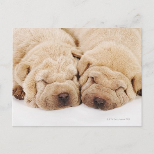 Twee Shar Pei-puppies slapen Briefkaart (Voorkant)