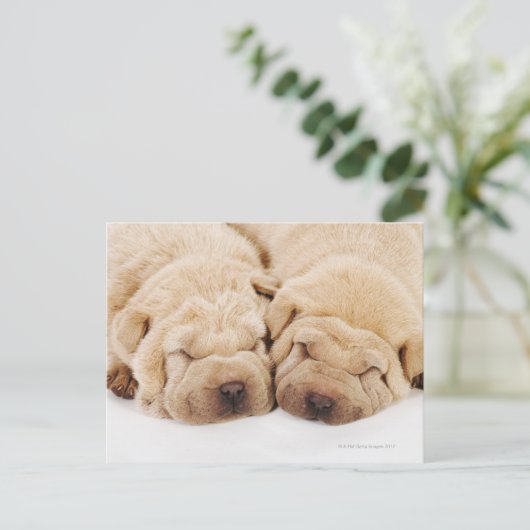 Twee Shar Pei-puppies slapen Briefkaart (Staand voorkant)