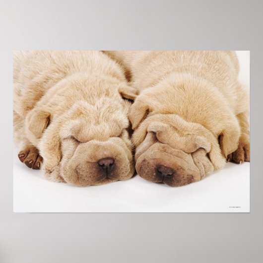 Twee Shar Pei-puppies slapen Poster (Voorkant)
