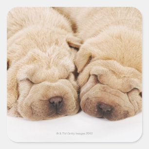 Twee Shar Pei-puppies slapen Vierkante Sticker
