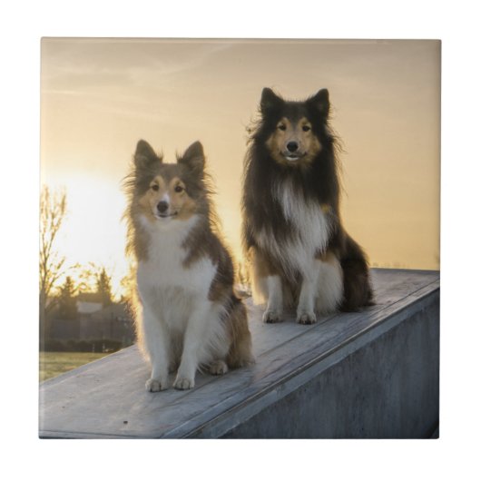 Twee Shelties op een Dak bij Zonsopgang Tegeltje (Voorkant)